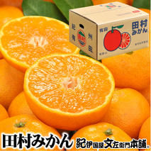 V7450_田村みかん／5kg青秀／サイズ指定なし