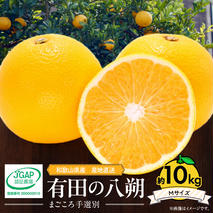 ZE6074n_【2026年先行予約】有田の八朔 (はっさく) 10kg （Mサイズ）まごころ手選別