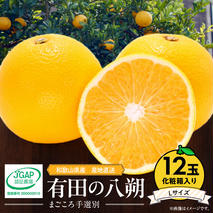 ZE6079n_【2026年先行予約】有田の八朔 (はっさく) 【化粧箱 】（Lサイズ）　12個入り　まごころ手選別