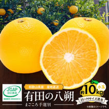 ZE6154n_【2026年先行予約】有田の八朔 (はっさく) 10kg  (2S～Mサイズ混合）まごころ手選別