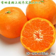 ZD6196n_【2026年先行予約】【濃厚・まろやか】 樹上越冬 完熟 みかん 5kg (2S～Mサイズ混合・秀品)【ミカン 蜜柑 柑橘 温州みかん 有田みかん】