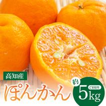 SKS027　訳あり “高知県産”ご家庭用ぽんかん（約5kg）〈須崎市共通返礼品〉みかん 農家直送 サイズ混合 有機質肥料100% ミカン 訳アリ ワケアリ 数量限定