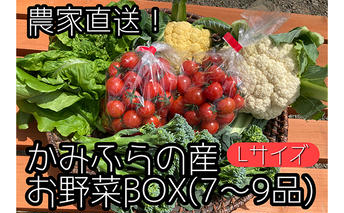 【2025年9月中旬頃から発送】農家直送！ミニトマト500g入り！かみふらの秋の味覚ボックスL（7～9品入り） 野菜 セット 詰合せ JGAP認証農場 
