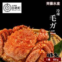 特大サイズ！冷凍毛がに約800g×1尾【斉藤水産】　