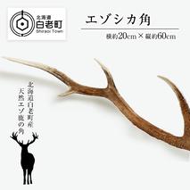 エゾシカ角（横約20cm×縦約60cm）