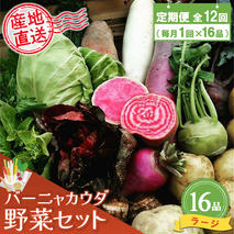 年間定期便12回 バーニャカウダ野菜セットラージ 16品 【有機野菜 おまかせ野菜セット イタリア野菜 西洋野菜 定期便】(H078122)