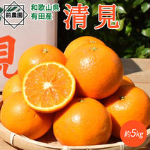 BL6156n_【2026年先行予約】【産地直送】和歌山県産 清見 5kg (S～3Lサイズ混合)【清見 みかん オレンジ タンゴール きよみ 柑橘 和歌山 有田】
