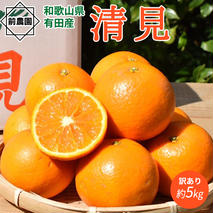 BL6158n_【先行予約】【2026年先行予約】 家庭用 清見 約 5kg S～3L サイズ混合 訳あり ほどよい 酸味 甘味 マッチ 食べやすい 産地直送 国産 みかん 柑橘 果物 フルーツ 果実 食品 食べ物 おやつ デザート お取り寄せ お取り寄せフルーツ 有田地方 和歌山県 湯浅町 送料無料
