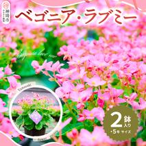 【先行受付9月より発送 数量・期間限定】鉢花 ベゴニア・ラブミー 5号鉢×2鉢【鉢花 ふるさと納税 敬老の日ギフト ベコニア】(H069115)