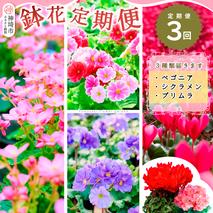 【先行受付9月より発送 数量・期間限定】鉢花 定期便 3回(9月・11月・1月)【鉢花 ふるさと納税 定期便】(H069117)