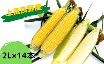 地元上富良野産とうもろこし14本（ピュアホワイト7本×おおもの7本）セット 野菜 トウモロコシ コーン 