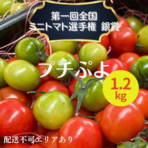ミニトマト プチぷよ 1.2kg セット 詰め合わせ 第一回全国ミニトマト選手権銀賞 プチトマト 薄皮 高糖度トマト 甘い 高糖度 とまと 野菜 季節の野菜 旬の野菜 兵庫 兵庫県 稲美町