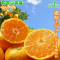 G7353_【2026年先行予約】とろける食感！ジューシー柑橘 せとか 3kg
