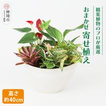 オリジナルアレンジ観葉植物　Mサイズ【寄せ植え インテリア リビング 室内 グリーン 植物 癒し リフレッシュ】 (H086105)