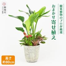 オリジナルアレンジ観葉植物　Lサイズ【寄せ植え インテリア リビング 室内 グリーン 植物 癒し リフレッシュ】 (H086106)
