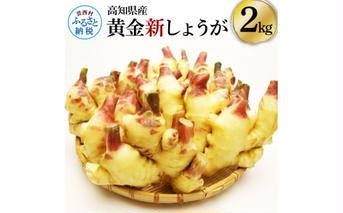 SNS003　高知県産ハウス黄金新しょうが2kg - しょうが ショウガ 生姜 坂田信夫商店 新生姜 新鮮  黄金しょうが 高知 国産 生姜焼き しょうが湯 ふるさとのうぜい 故郷納税 10000円 返礼品 高知県産