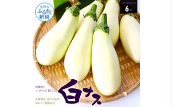 KYN003　先行予約 白ナス6本 - なす 茄子 1本200g以上 野菜 新鮮 美味しい グラタン シチュー ラタトゥイユ 洋食 和食 料理 お取り寄せ ふるさとのうぜい 故郷納税 5000円 返礼品 高知県 高知