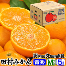 V7448_田村みかん／5kg青秀【Mサイズ】