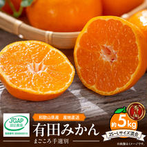 ZE6348n_【2025年先行予約】和歌山県産 有田みかん 5kg (2S～Lサイズ混合)【まごころ手選別】