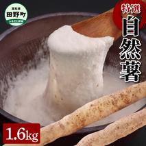 【四国一小さなまちの自然薯】★2024年12月中旬発送開始★ 田野町特選 『 令和6年産 自然薯 』 約1.6kg