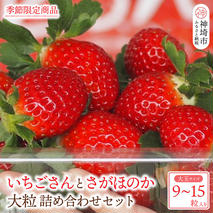 【先行受付 令和8年1月下旬より発送開始】いちごさん さがほのか 大玉いちごセット 9粒から15粒（約350g）【果物 いちご 苺 いちごさん さがほのか】(H101101)