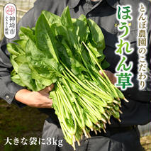 ほうれん草 3kg バラ詰め（大きな袋に3kg）【ハウス栽培 産地直送 クール便 佐賀県脊振山麓産】(H091118)