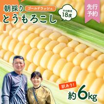 【先行予約 2026年6月下旬以降発送 】 【 令和8年産 】 【 訳あり 】 朝採り とうもろこし （ ゴールドラッシュ ） 約 6kg トウモロコシ スイートコーン コーン 野菜 産地直送 期間限定 岩田さん 昼めし旅 [AX021ya]