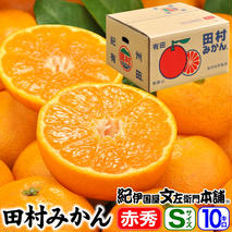 V7444_田村みかん／特選ギフト品10kg【Sサイズ】赤秀 / 紀州和歌山有田郡湯浅町田村地区産 / 最高級プレミアムブランドの田村ミカン / 紀伊国屋文左衛門本舗(お届け日指定不可)