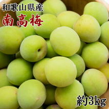 ZD6711_【2026年先行予約】【和歌山名産】南高梅 約3kg（サイズ混合）秀品