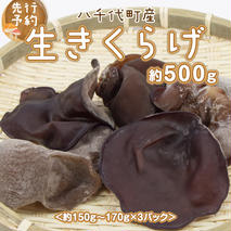 【先行予約 2025年6月以降発送】八千代町産 生きくらげ 約 500g (約 150g ～ 170g × 3パック ） キクラゲ 木耳 きのこ キノコ ふるさと納税 7000円 茨城県 八千代町 [CW001ya]