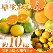 G7098_ 【2025年先行予約】紀州和歌山有田産 ゆら早生みかん 10kg【ミカン 蜜柑 柑橘 温州みかん わせみかん】