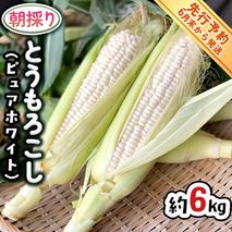 【 先行予約 2026年6月下旬以降発送】【 令和8年産 】 朝採り とうもろこし （ ピュアホワイト ） 約 6kg トウモロコシ スイートコーン 野菜 産地直送 期間限定 [AX060ya]