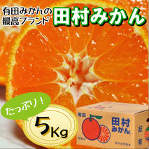 BD7004n_12_[12月出荷] 有田の高級みかん【田村みかん】秀品！たっぷり 5kg ギフトにもオススメ (S～Lサイズおまかせ)