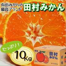 BD7005_01_[1月出荷] 有田の高級みかん【田村みかん】秀品！たっぷり 10kg ギフトにもオススメ (S～Lサイズおまかせ)