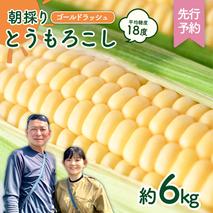 【先行予約 2026年6月下旬以降発送 】 【 令和8年産 】 朝採り とうもろこし （ ゴールドラッシュ ） 約 6kg トウモロコシ スイートコーン コーン 野菜 産地直送 期間限定 極甘 岩田さん 昼めし旅 [AX019ya]