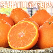 G7108_【2026年先行予約】紀州有田産 不知火 (しらぬひ) 2.5kg