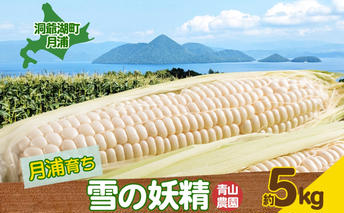 北海道 洞爺湖町 月浦 雪の妖精 5kg 先行受付 8月中旬～9月中旬頃にお届け とうもろこしトウモロコシ とうきび スイート コーン 旬 野菜 甘い 大粒 人気 朝採り 産地直送 青山農園 送料無料 洞爺湖 