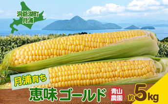 北海道 月浦 めぐみ ゴールド 5kg 先行受付 8月中旬～9月中旬頃にお届け とうもろこしトウモロコシ とうきび 恵味 スイート コーン 旬 野菜 甘い 大粒 人気 朝採り 産地直送 青山農園 送料無料 洞爺湖 