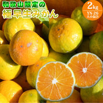 EA6103_和歌山県限定の極早生みかん 2kg (YN-26 大小混合)