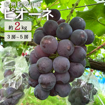 G7308_【2026年先行予約】紀州和歌山産ピオーネ 約2kg