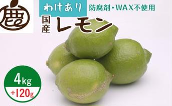 ZH7034_＜9月より発送＞家庭用 黒潮レモン4kg+120g（傷み補償分）【和歌山有田産】【防腐剤・WAX不使用、安心の国産レモン】【訳ありレモン】