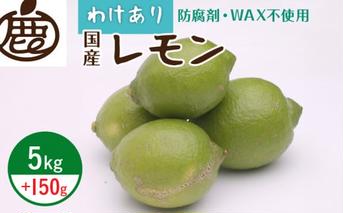 ZH7035_＜9月より発送＞家庭用 黒潮レモン5kg+150g（傷み補償分）【和歌山有田産】【防腐剤・WAX不使用、安心の国産レモン】【訳ありレモン】