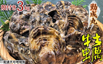 【2026年1月より順次出荷予定勤成丸の牡蠣 殻付き牡蠣 3.0kg [ 生牡蠣 かき カキ 殻付 加熱調理用 真牡蠣 国産 ] 兵庫県 姫路市