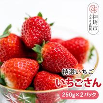 【先行受付 令和8年1月下旬より発送開始】期間限定 特選いちご(いちごさん) 250g×2パック【苺 イチゴ ブランドいちご 朝採れ デザート スイーツ フルーツ 誕生日ケーキ バレンタイン】(H101106)