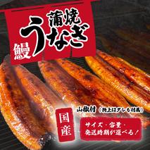 【2週間以内発送】【 訳アリ 】 国産うなぎ 蒲焼き 3尾 セット ( 430g ) 大きさ の不揃い 山椒付き
