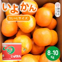 【2026年1月上旬より発送開始】いよかん 8～10kg(3L～Lサイズ)【みかん 柑橘 フルーツ デザート】(H116141)