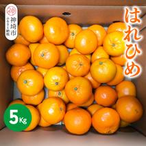【2025年12月上旬より発送開始】はれひめ 5kg【みかん オレンジ 柑橘 フルーツ デザート さっぱり リフレッシュ】(H116151)