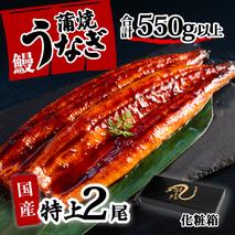 【化粧箱】特上 国産うなぎ 蒲焼 2尾セット 【合計550g以上】 タレ・山椒付 ウナギ 鰻 うな重 ひつまぶし 人気 茨城 八千代町 ふるさと納税 冷凍 ギフト 化粧箱