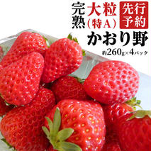 【 2026年1月上旬発送開始 】 完熟 かおり野 260g×4P 国産 いちご イチゴ 苺 果物 フルーツ 茨城県産 KEK [BC032sa]