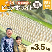 【先行予約 2026年6月下旬以降発送 】 【 令和8年産 】 朝採り 白い とうもろこし ピュアホワイト 約3.5kg トウモロコシ 期間限定 甘い 生食 [AX059ya]